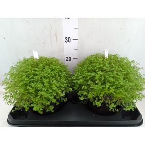Soleirolia soleirolii   ...green