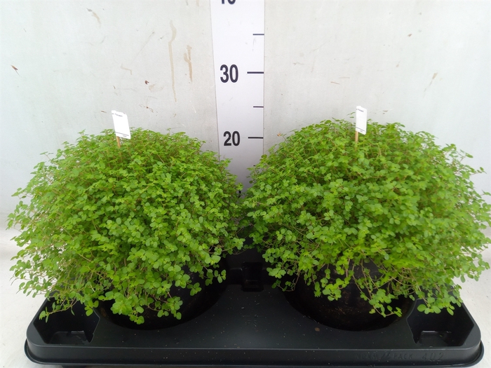 <h4>Soleirolia soleirolii   ...green</h4>