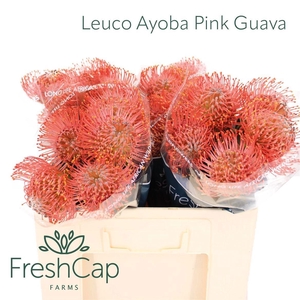 LEUCO AYOBA PIN GUAV
