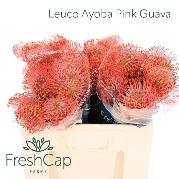 <h4>LEUCO AYOBA PIN GUAV</h4>