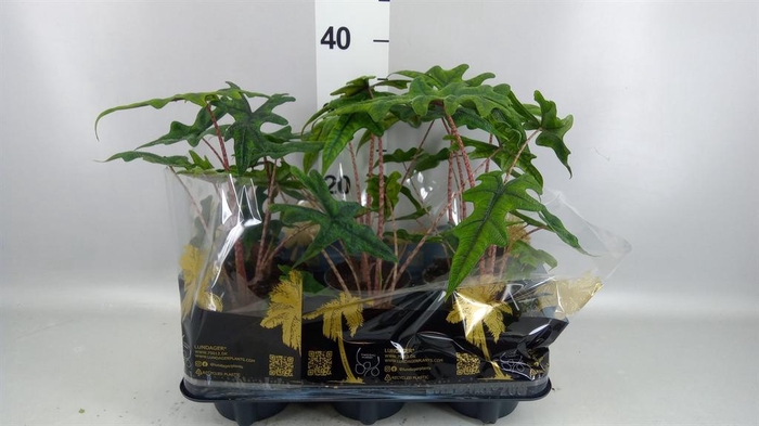 <h4>Alocasia zebrina</h4>