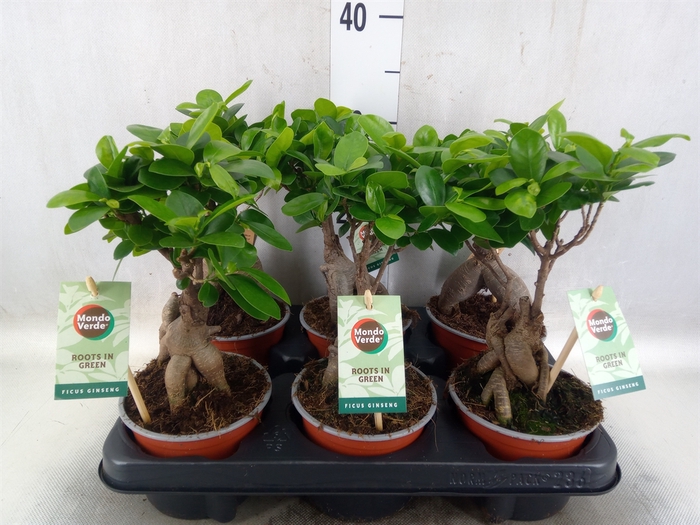 <h4>Ficus microcarpa 'Ginseng'</h4>