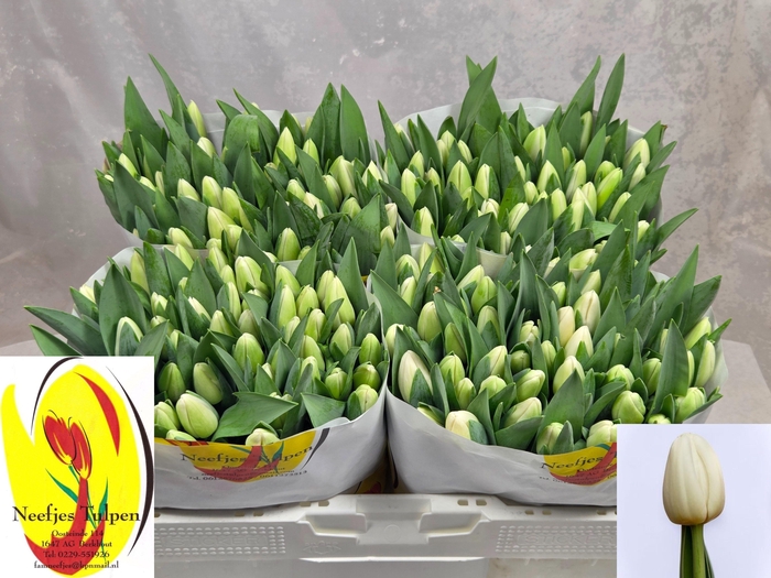 <h4>TU EN ALBATROS</h4>