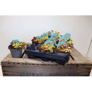 Dionaea Muscipula