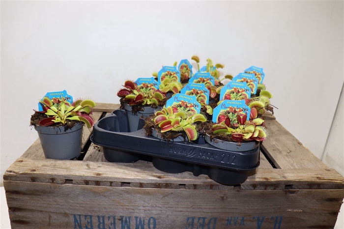 <h4>Dionaea Muscipula</h4>