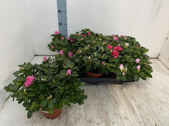 <h4>RHODO SI VOGEL GEM</h4>