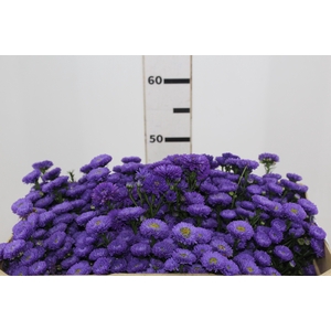 ASTER COMO 050 CM