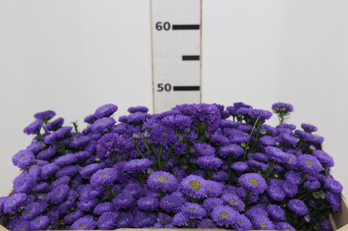 <h4>ASTER COMO 050 CM</h4>