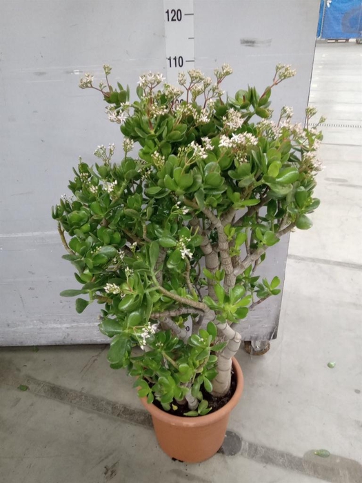<h4>Crassula ovata</h4>
