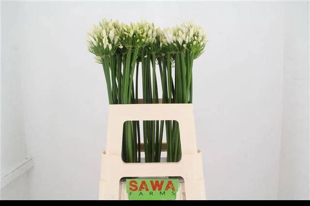 <h4>AGAP GLETSJER</h4>