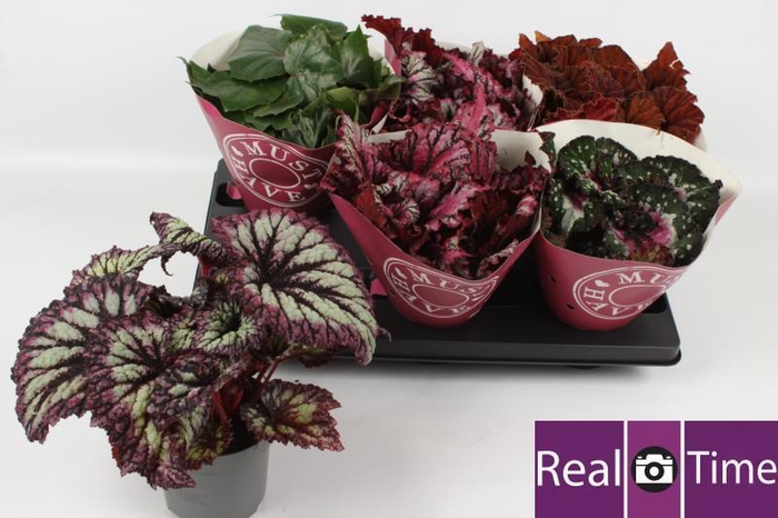 <h4>BEG BEL GEM</h4>