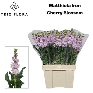MATTH IRON CHERRY BL 544
