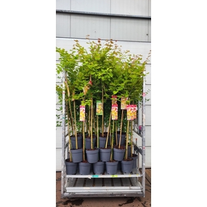 ACER PALMATUM
