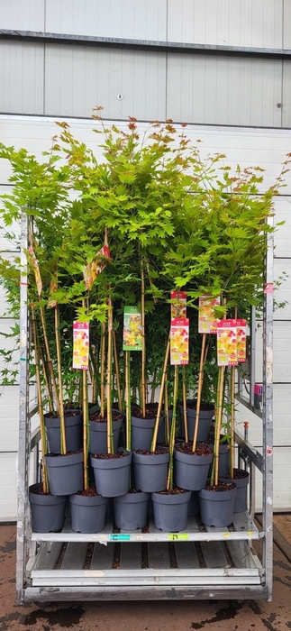 <h4>ACER PALMATUM</h4>