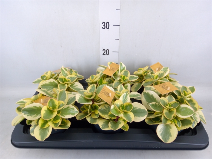 <h4>Peperomia obt. 'Obtipan Bicolor'</h4>