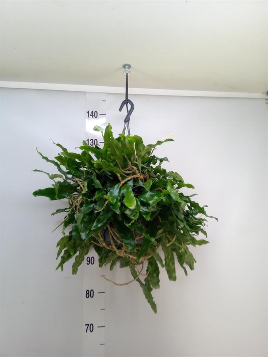 <h4>Microgramma nitida 'Monkeyhill'</h4>