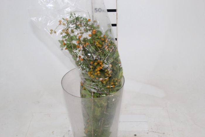 <h4>SEMENTE PINGO DE OURO</h4>