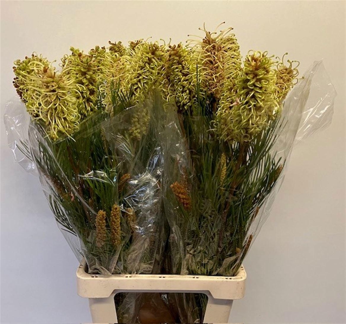 <h4>GREVI SPIDERMAN</h4>