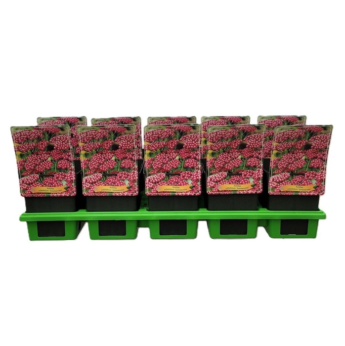 Achillea