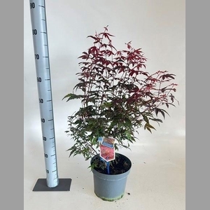 ACER PA ATROPURPUREU