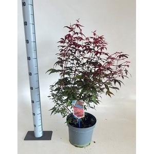 ACER PA ATROPURPUREU