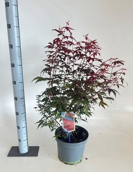 <h4>ACER PA ATROPURPUREU</h4>