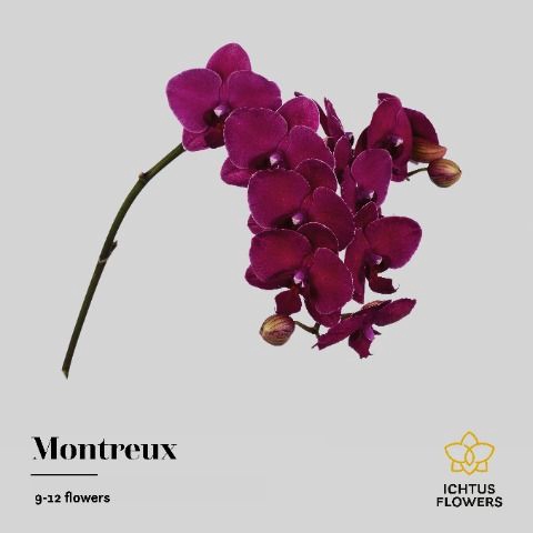 <h4>Phalaenopsis Montreux 9</h4>