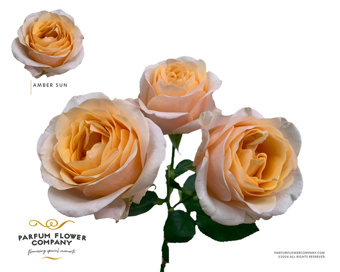 <h4>Rosa Spray Garden Amber Sun</h4>