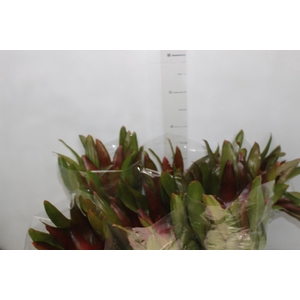 NEOREGELIA VERMELHA P14