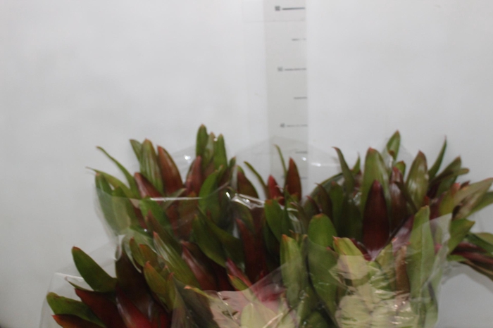 <h4>NEOREGELIA VERMELHA P14</h4>