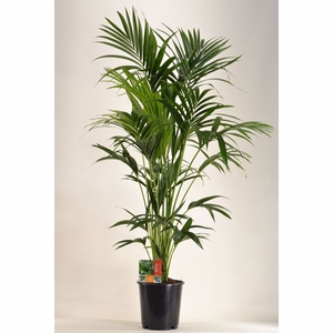 KENTIA - P24 H150 - 6PP (Howea forsteriana)