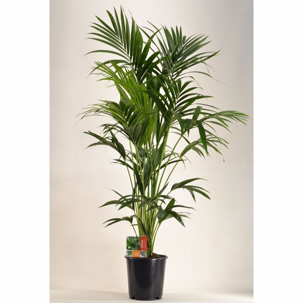 <h4>KENTIA - P24 H150 - 6PP (Howea forsteriana)</h4>