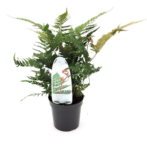 Dryopteris erythrosora