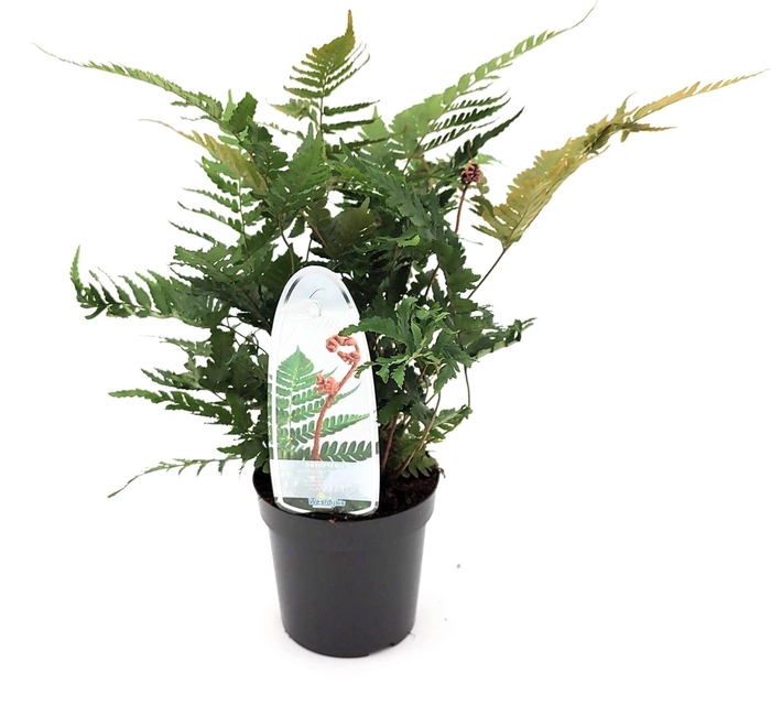 <h4>Dryopteris erythrosora</h4>