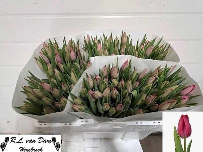 <h4>Tulipa si frontline</h4>