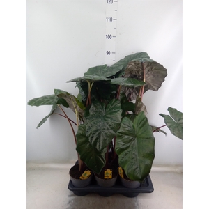 Alocasia saraw. 'Yucatan Princess'