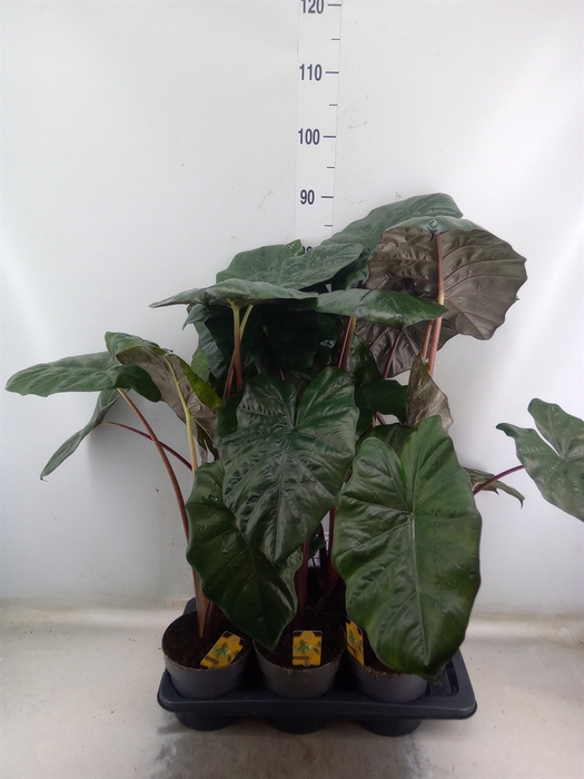 <h4>Alocasia saraw. 'Yucatan Princess'</h4>