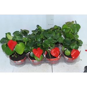 PEPEROMIA POLYBOTRYA RAINDROP C13 TINGIDO VARIADO
