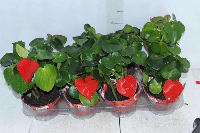 <h4>PEPEROMIA POLYBOTRYA RAINDROP C13 TINGIDO VARIADO</h4>