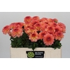 Dahlia Chanel