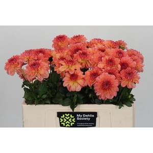 Dahlia Chanel