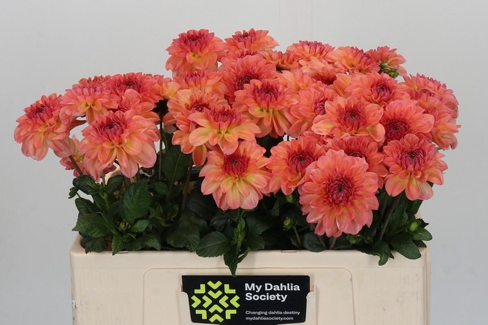 <h4>Dahlia Chanel</h4>