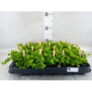 Peperomia rotundifolia