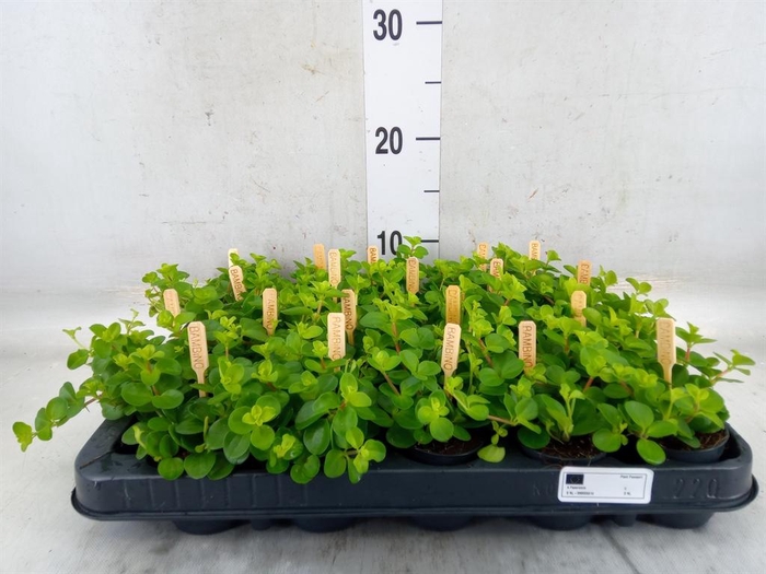 <h4>Peperomia rotundifolia</h4>