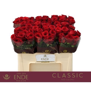 Rozen Red Naomi