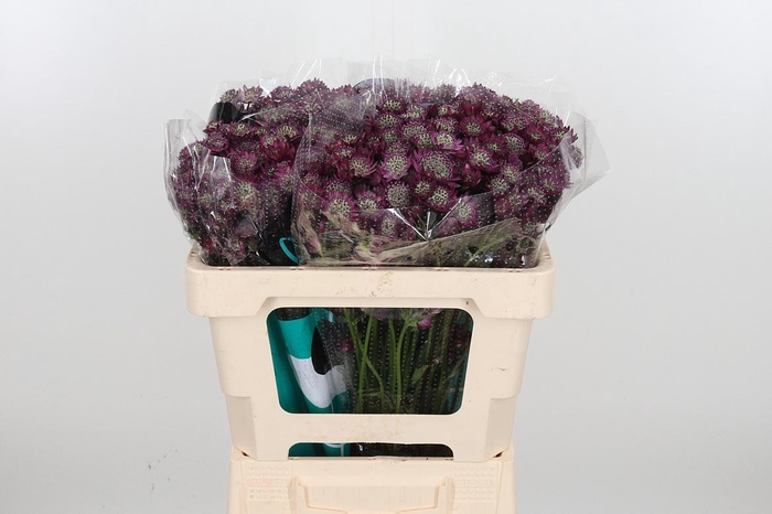 <h4>Astr Star Of Desire</h4>