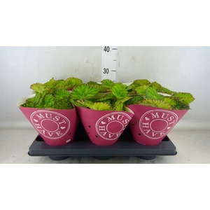 Begonia BD 'Lime Fever'