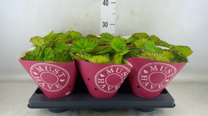 <h4>Begonia BD 'Lime Fever'</h4>