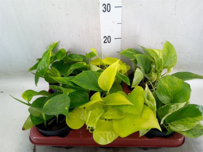 <h4>Epipremnum pinn.   ...mix</h4>