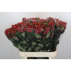 HYPERICUM INOD. 'MAGICAL TRIUMPH'
